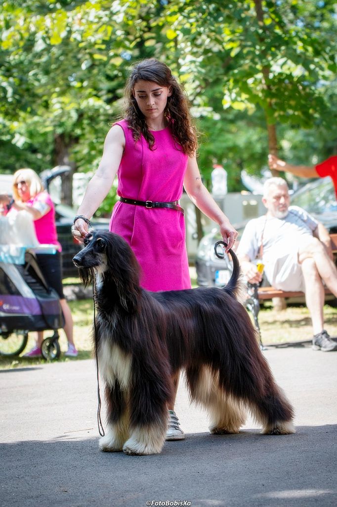 CH. Saphir day dreamer du Troisième Jour