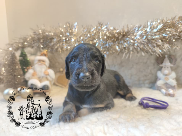 Des Korrigans De L'Elorn - Chiots disponibles - Levrier afghan