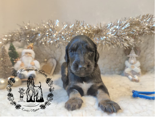 Des Korrigans De L'Elorn - Chiots disponibles - Levrier afghan