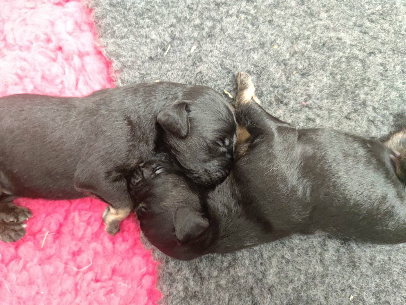 Chiot Levrier afghan Des Korrigans De L'Elorn